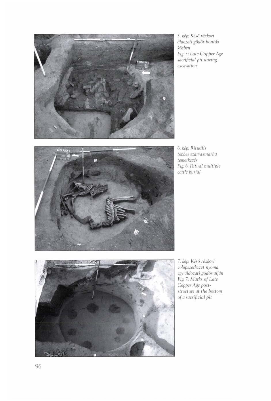 5. kép: Késő rézkori áldozati gödör bontás közben Fig. 5: Late Copper Age sacrificial pit during excavation 6. kép: Rituális többes szarvasmarha temetkezés Fig.