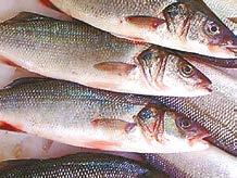 6 kg TENGERI HALKÜLÖNLEGESSÉGEK (fagyasztott) Aquadella apróhal, 10% glazúr --- 1 kg 10x1 kg