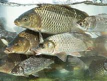 100-300 g Fekete tőkehalfilé 10% glazúr 240-480 g 1 kg 10x1kg Új