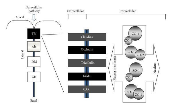 TJ proteinek struktúrája, expressziójuk T1DM-ben Bauer H et al.