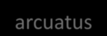 II. A nucleus arcuatus szerepe a