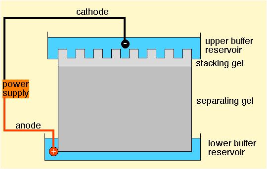 Stages in erythrocyte sedimentation: Elektroforézis II. Gélelektroforézis 1. Agaróz gélelektroforézis. Poliakrilamid gélelektroforézis 3. Grádiens gélelektroforézis 4. Izoelektromos fókuszálás 5.