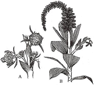 Sanmiguelia lewisii Upper-Triassic, 200 Million