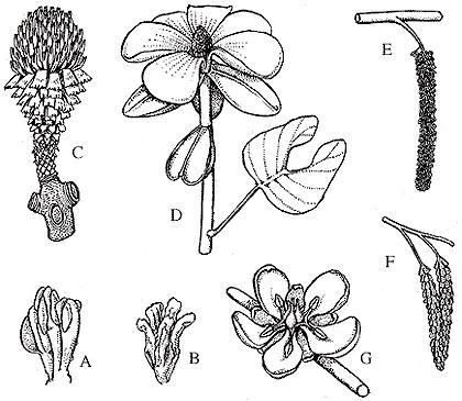 Cretaceous flower reconstructions From the Early Cretaceous (Friis & Crepet, 1987): (A) Chloranthoid