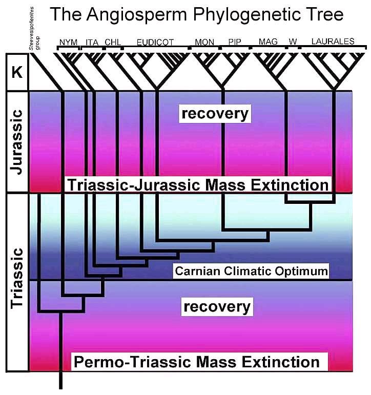 Postulated angiosperm phylogenetic tree based on most recent taxonomic and molecular data.