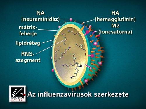INFLUENZAVÍRUSOK Az influenzavírusok ellenálló képessége kicsi.