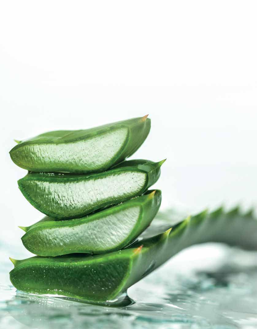 Od biljke do proizvoda a potom i do Vas Primarni sastojak naših izvrsnih proizvoda je aloe vera, što nas