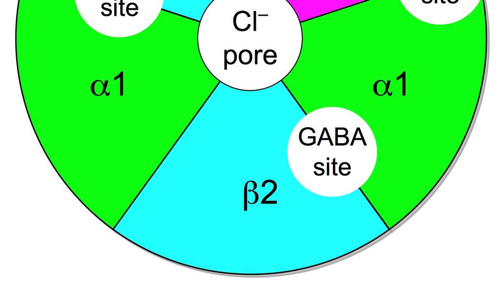 kölcsönösen kizárják egymást 2 α, 2 β és1 ϒ vagy δ alegység alkotja a receptort a legtöbb esetben GABA hely Lehetséges