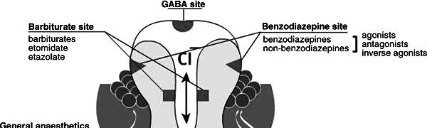 Ligandfüggő ioncsatornák Cys-loop receptorok GABA A