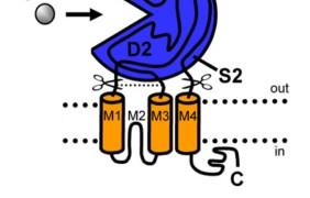 LBD: ligand kötő domén TMD: