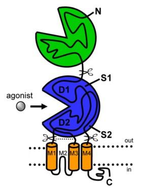 Ligandfüggő ioncsatornák Glutamát Receptor
