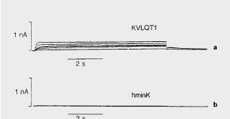 Feszültségfüggő ioncsatornák Járulékos alegységek The