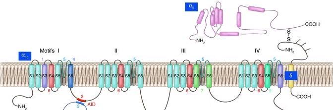 Feszültségfüggő ioncsatornák Kálcium csatornák 1 2 3 0 4 4 β alegység Membrántranszportot facilitálja Aktiváció