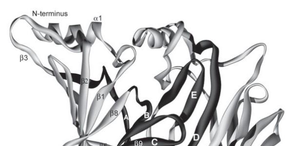 Ligandfüggő ioncsatornák Cys-loop receptor Általános szerkezet Extracelluláris