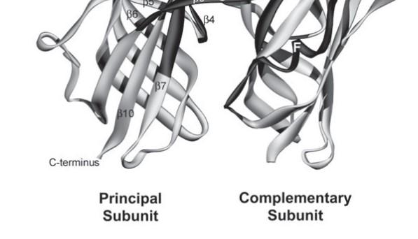 található ligand kötőhely alkotóelemei: A, B és C hurok a fő alegységből D, E