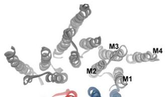Ligandfüggő ioncsatornák Cys-loop receptor Általános szerkezet Transzmembrán régió