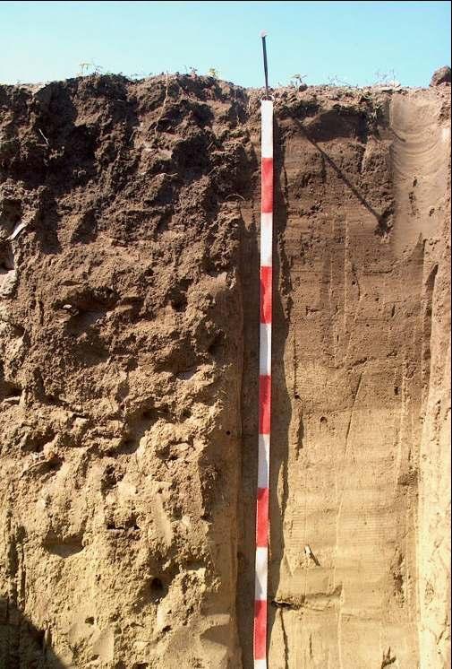 A talaj genetikai szintjei A szint humuszos felsõ szint B szint