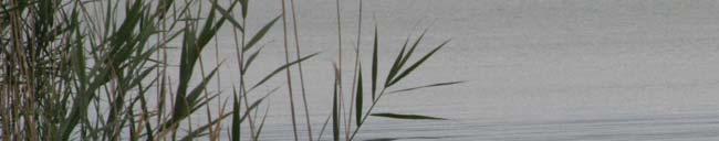 epiphyton