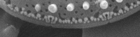 identification