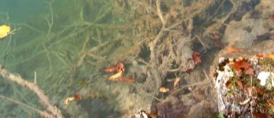 on the border of water and solid