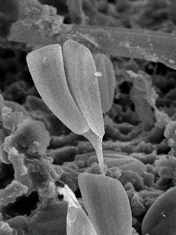 Structure of