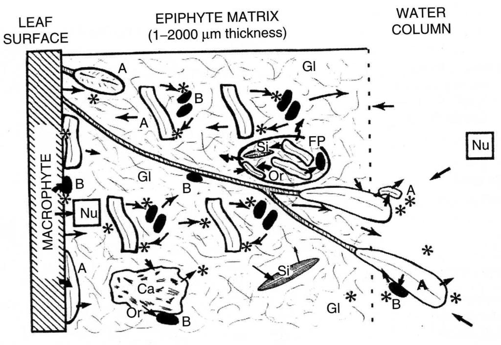 Structure of periphyton Diagram of the supply of nutrients (Nu, such as organic and inorganic forms of carbon, phosphorus and nitrogen) to benthic algae and other microbes within a periphyton matrix
