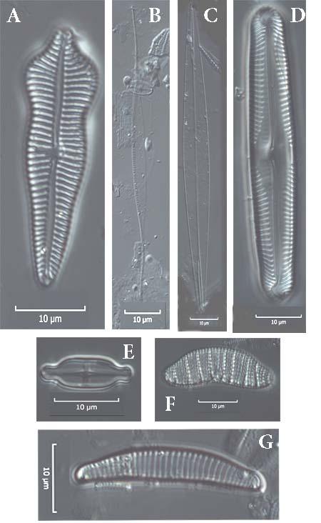 Rakamazi Nagy-morotva Onesampling 3 samples 105 diatom taxa 6 Red list species A=Gomphonema