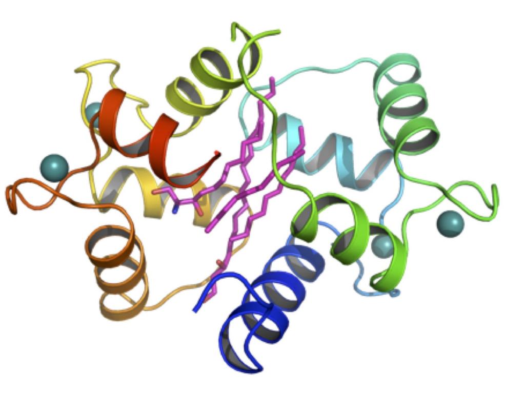 Sphingosine inhibits NO- mediated vasorelaxa?