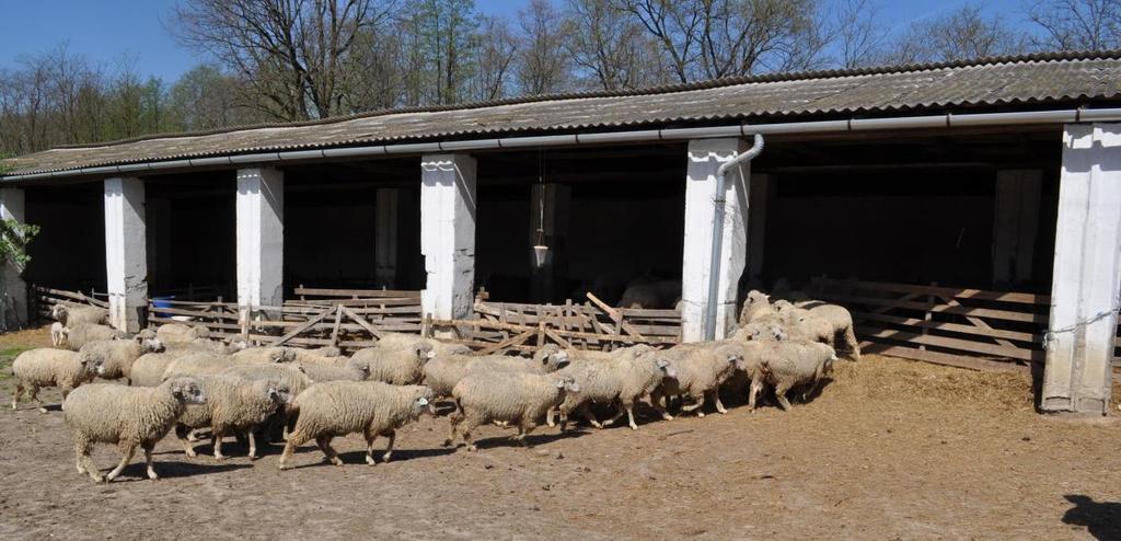 füvön (ősgyepek vagy javított, felülvetett legelők) kívül gazdasági abrak és ha szükséges széna.