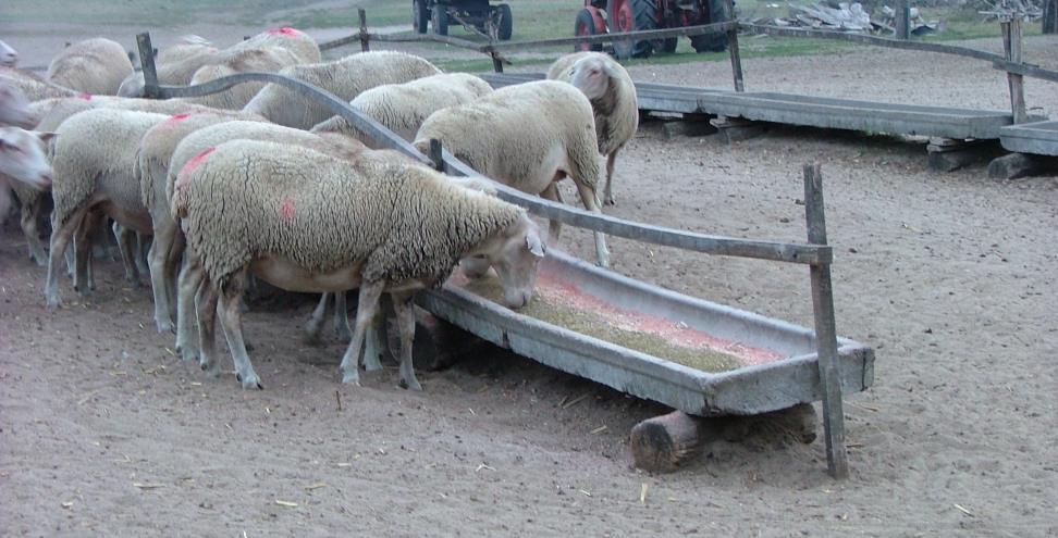 Rendszeresen abrakolt anyajuhok számára célszerű kültéri fix etetőket létesíteni. A fent említett kitételek betartása gazdasági okok miatt itt is célszerű.