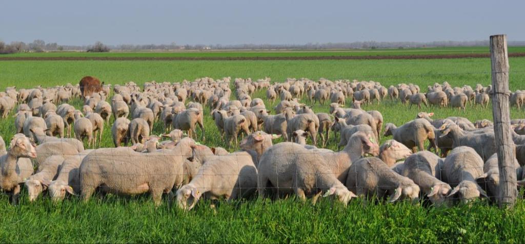 a vetések, tarlók, árokpartok és erdőszélek is hasznosíthatók a juhokkal. A juhok legelés közben természetes talajerő javítást végeznek.