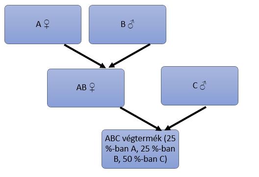 Négyfajtás keresztezés (3. ábra) A juhágazatban nem jelentős, azonban az apai heterózis kihasználható. 3.