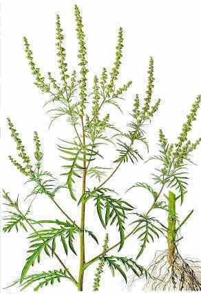 Parlagfű Ambrosia artemisiifolia Fő antigének: Amb a I Amb a II