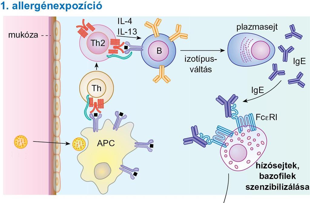 18.2. ábra Az azonnali típusú túlérzékenységi reakció kialakulásának mechanizmusa I.