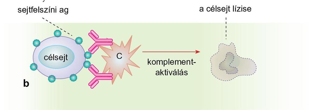 18.8. ábra A II-es típusú, ellenanyag-közvetített túlérzékenységi reakciók mechanizmusa Sejtfelszíni ag-hez