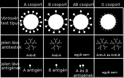 IgM izotípusúak): anti-a anti-b anti- AB Karl Landsteiner (1901.