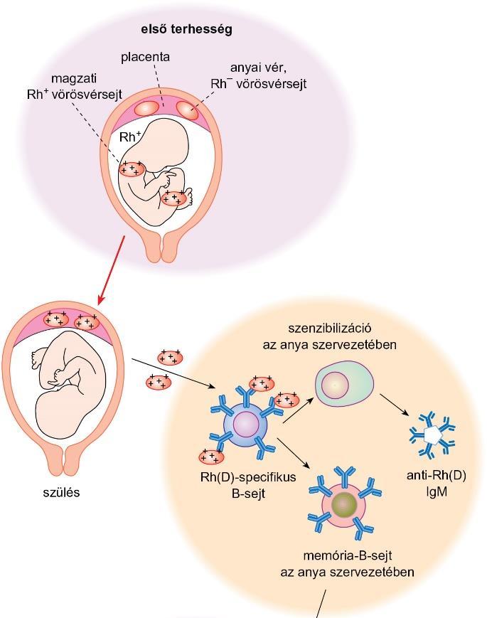 anyában Rh+ apától származó magzat fejlődik) Második