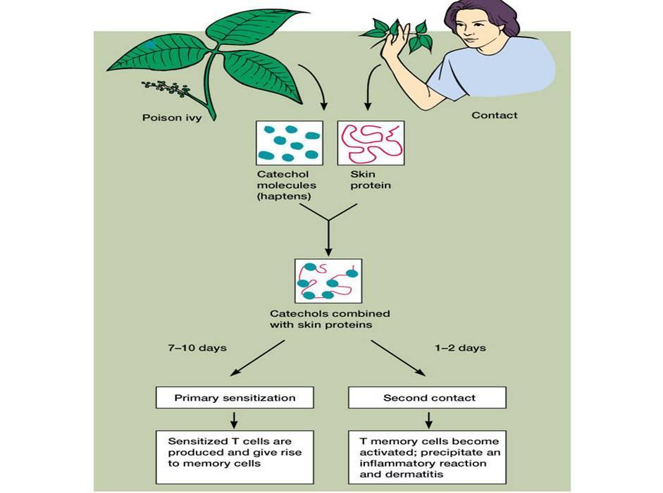 Kontakt szenzitizálás hatására Catechol gyűrűs lipidek (Urushiolok): Catechol (reaktív haptén) Bőr fehérjéi R = (CH 2 ) 14 CH 3 vagy R = (CH 2 ) 7 CH=CH(CH 2 ) 5 CH 3 vagy R = (CH 2 ) 7 CH=CHCH 2