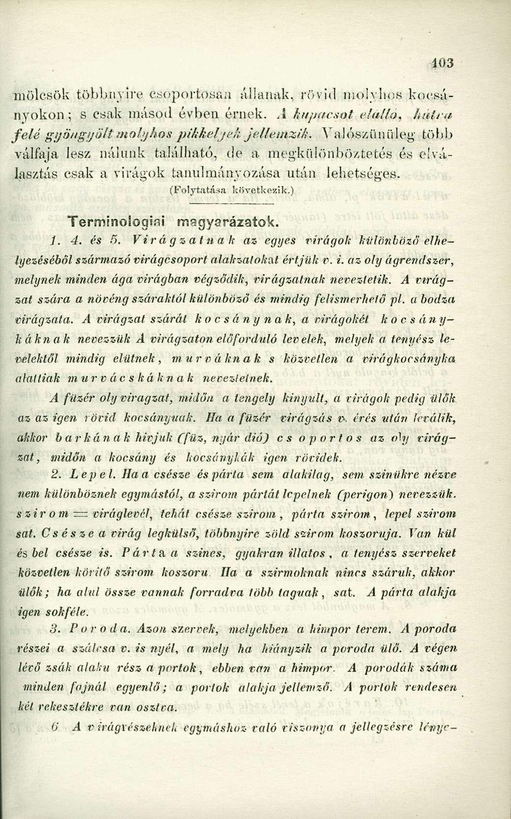 mölcsök többnyire csoportosan állanak, rövid molyhos koesányokon; s csak másod évben érnek. A kupacsot elálló, Italra, felé gyöngy ölt molyhos pikkelyek jellemzik.