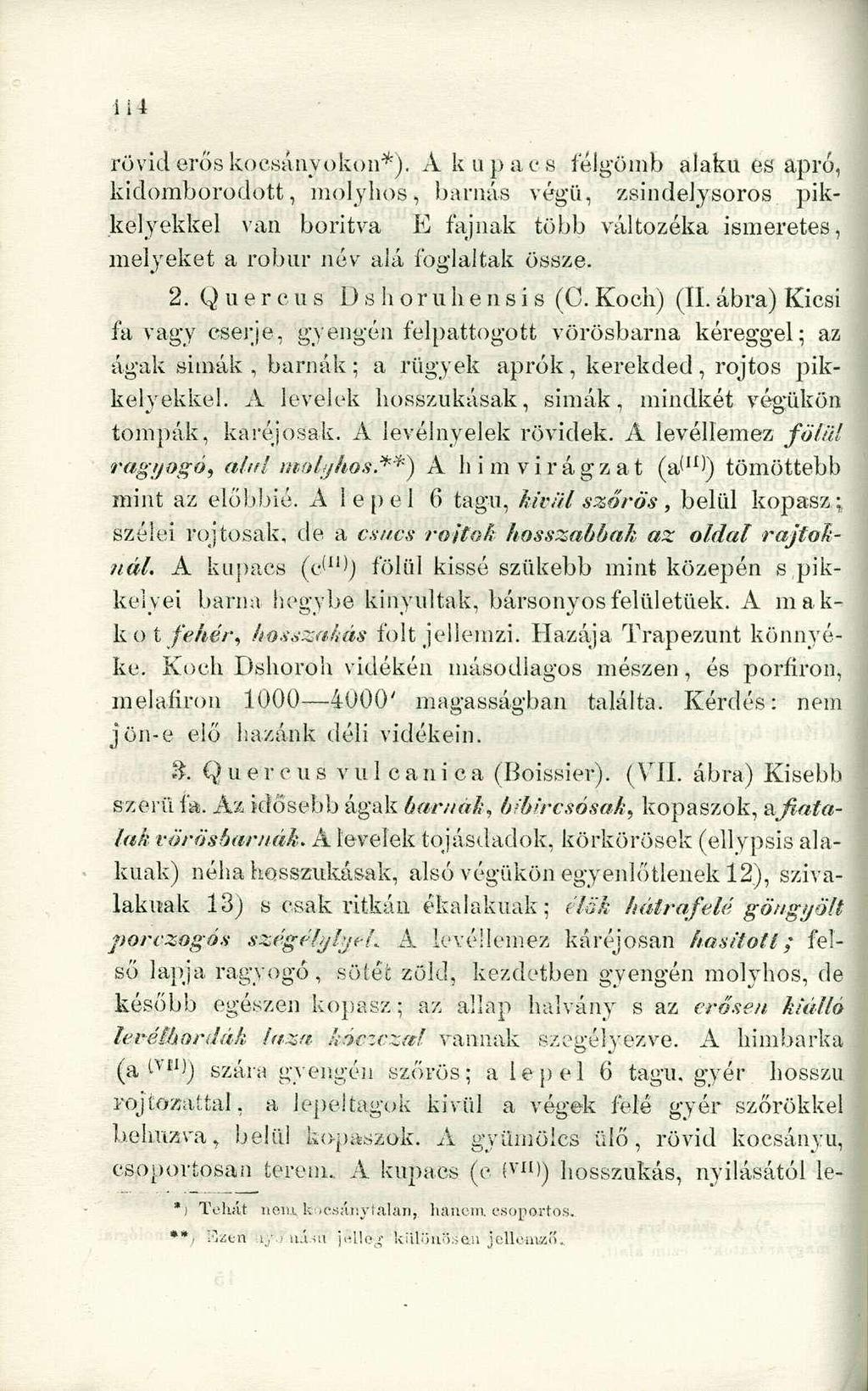 ül rövid erős kocsány okon*).