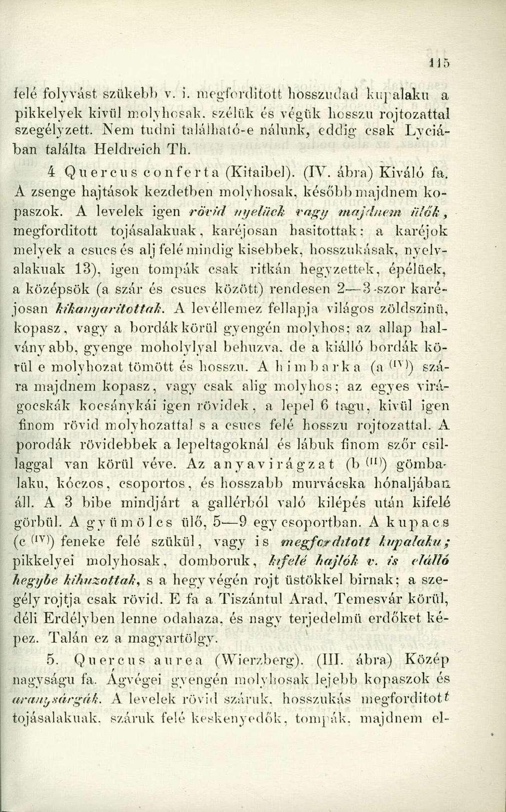 felé folyvást szűkebb v. i. megfordított hosszudad kúpalakú a pikkelyek kívül molyhosak, szélük és végük hosszú rojtozattal szegélyzett.