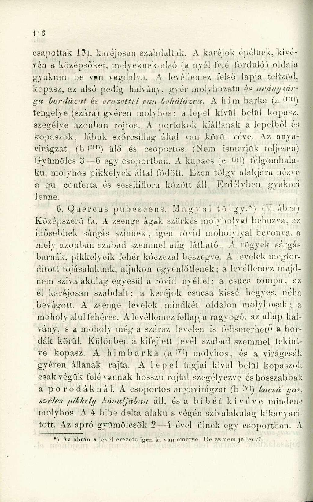 csapoltak 13). karajosán szabdaltak. A karéjok épélüek, kivévén a középsőkot, melyeknek alsó (a nyél Adé forduló) oldala gyakran be van vagdalva.