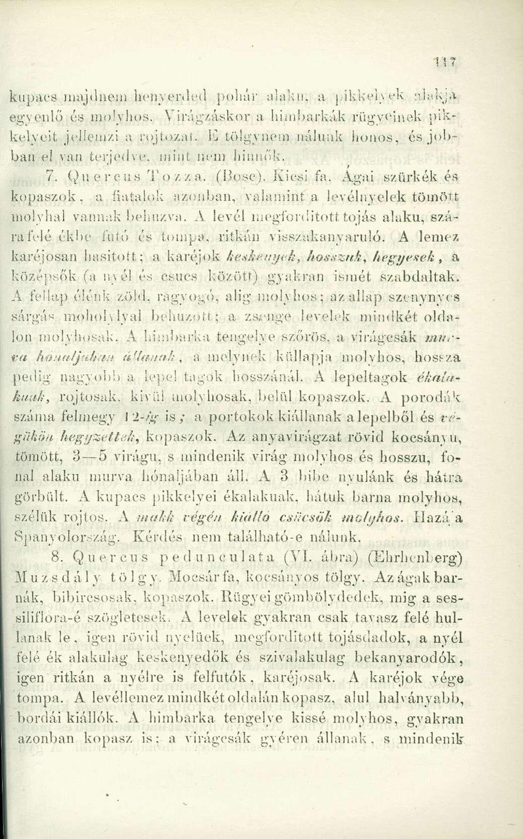 feupacs majdnem henyérded pohár alakú, a pikkelyek :dak;a egyenlő és molyhos. \ irágzáskor a himbarkák rügveinek pikkelyeit jellemzi a rojtozai.