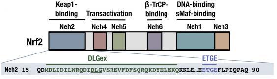 A Neh2 domin z Nrf2 N-terminális részén tlálhtó. A Kep1-hez vló kötődésért z Nrf2 Neh2 domin két legysége felelős, z lcsony ffinitású DLGex (extended DLG) és mgs ffinitású ETGE legységek.