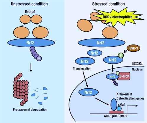 A Fiziológiás állpot Oxidtív stressz B ROS Citoszol Trnszlokáció Nukleusz Antioxidáns gének expressziój Proteszómális leomlás 5.