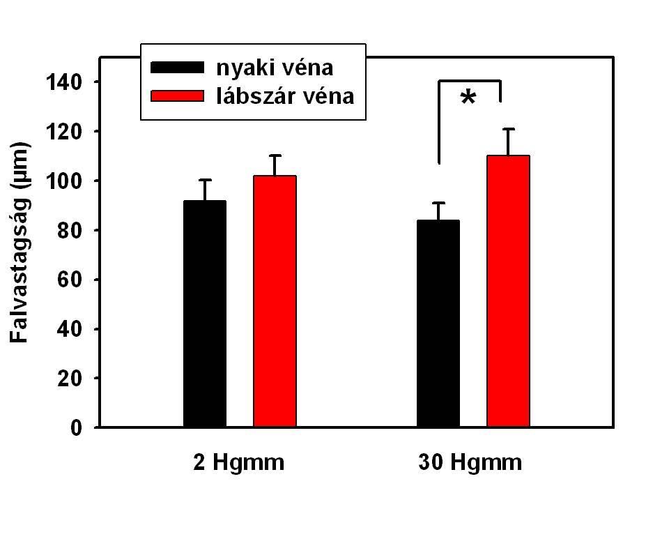 A lábszári minták falvastagsága szignifikánsan nagyobbnak bizonyult nkr oldatban (30 Hgmm-en 84±7 µm a nyaki és 110±11µm a lábszári mintákban, p<0.05), (14. ábra). 14.