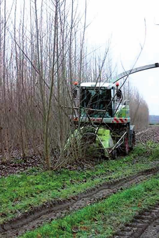 Biomassza, biogáz tüzelőrendszerek 251 Lágyszárú energetikai ültetvények 133.