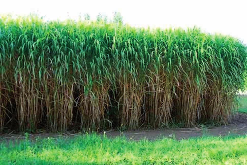 Biomassza, biogáz tüzelőrendszerek 253 agyagosabb, nedvesebb talajokon is termeszthető, ahol más növény termesztése kedvezőtlen vagy kockázatos. A növény három év ala éri el a kifejle kort.