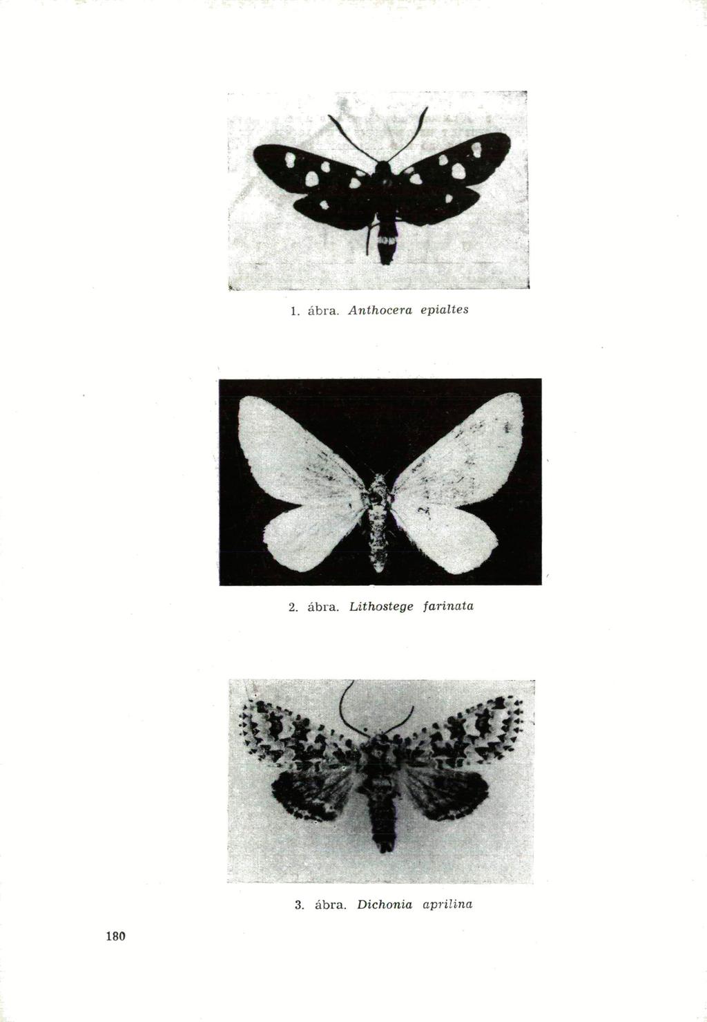 1. ábra.