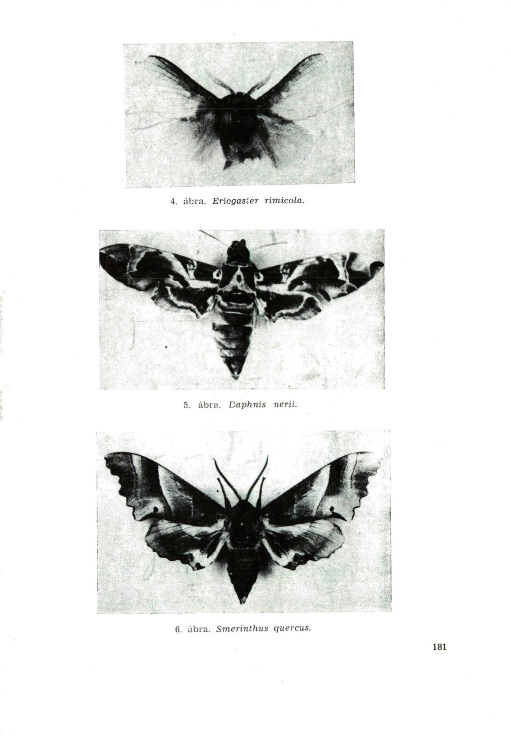 4. ábra. Eriogasíer 6. ábra. Smerinthus rimicola.